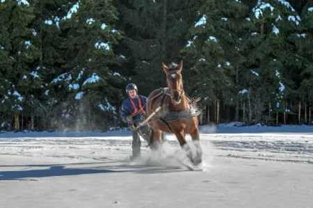 Horses are the new huskies at this ski resort that’s TikTok’s latest obsession