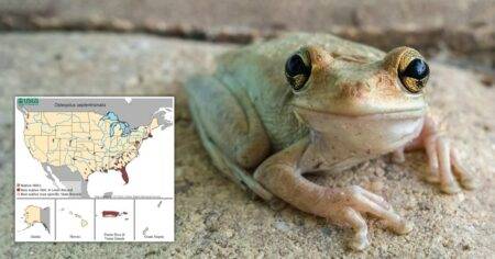Map shows where cannibal frogs that will eat anything have invaded US
