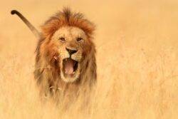 Motorcyclist killed by lion while riding in Kenya