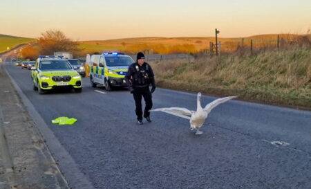 Lost swan waddling across a dual carriageway sparks scene straight out of Hot Fuzz