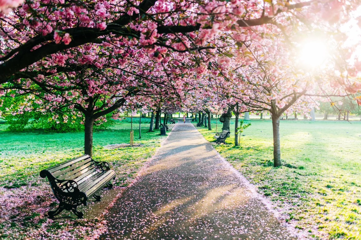 South London park voted best place to see cherry blossom in the capital