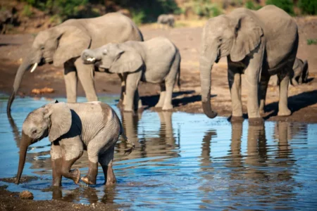 Botswana vows to send 20,000 elephants to Germany
