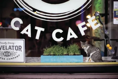 New Cafe Catering to Cat Lovers Now Open in Downtown Area