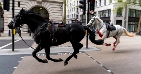 Major update on condition of two horses that rampaged through London