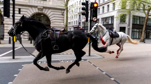 A spooked horse threw its rider and the five animals escaped and started to run through London.