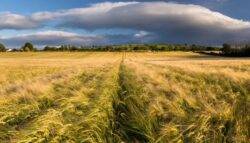 Ireland faces challenges with food security