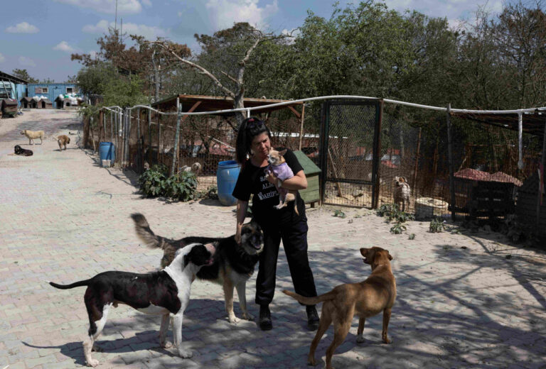 Türkiye to euthanize 10 million stray dogs