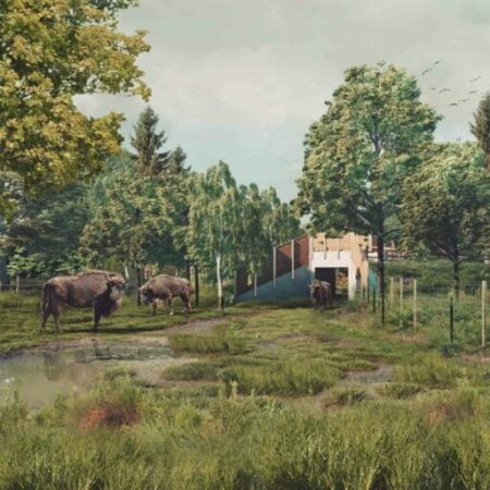 Groundbreaking conservation project to start in England – world’s first ‘bison bridges’