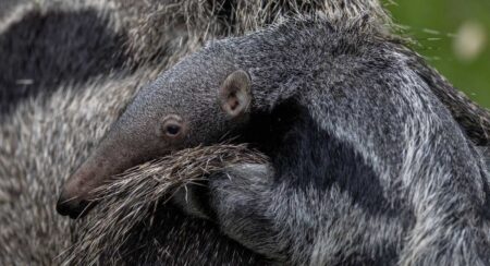 Photos Capture Rare Giant Anteater Pup Born in UK Park Riding on Mom’s Back