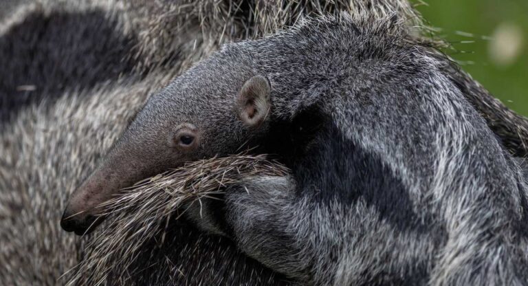 Photos Capture Rare Giant Anteater Pup Born in UK Park Riding on Mum’s Back