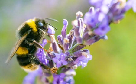 UK to ban bee-killing pesticides but highly toxic type could still be allowed