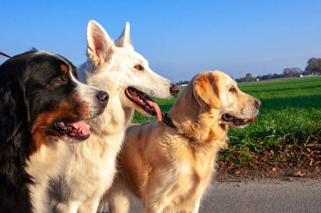 Five dog breeds you shouldn’t own as a pet, according to a vet Five dog breeds you shouldn’t own as a pet, according to a vet