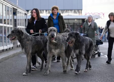 Crufts 2025 LIVE updates Day 2 schedule and results for Utility, Toy, agility