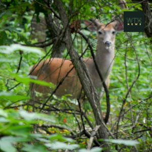 There's so much wildlife to explore in the Staten Island greenbelt (1)