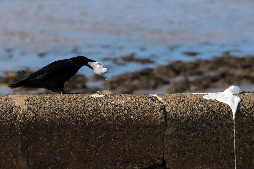 Barry Pert from Falkirk spotted this carrion crow enjoying an ice cream at Crammond Beach, Edinburgh.