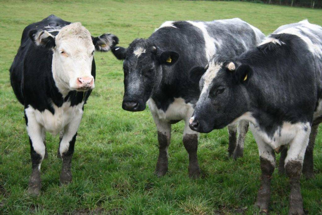 Europe faces foot and mouth outbreak