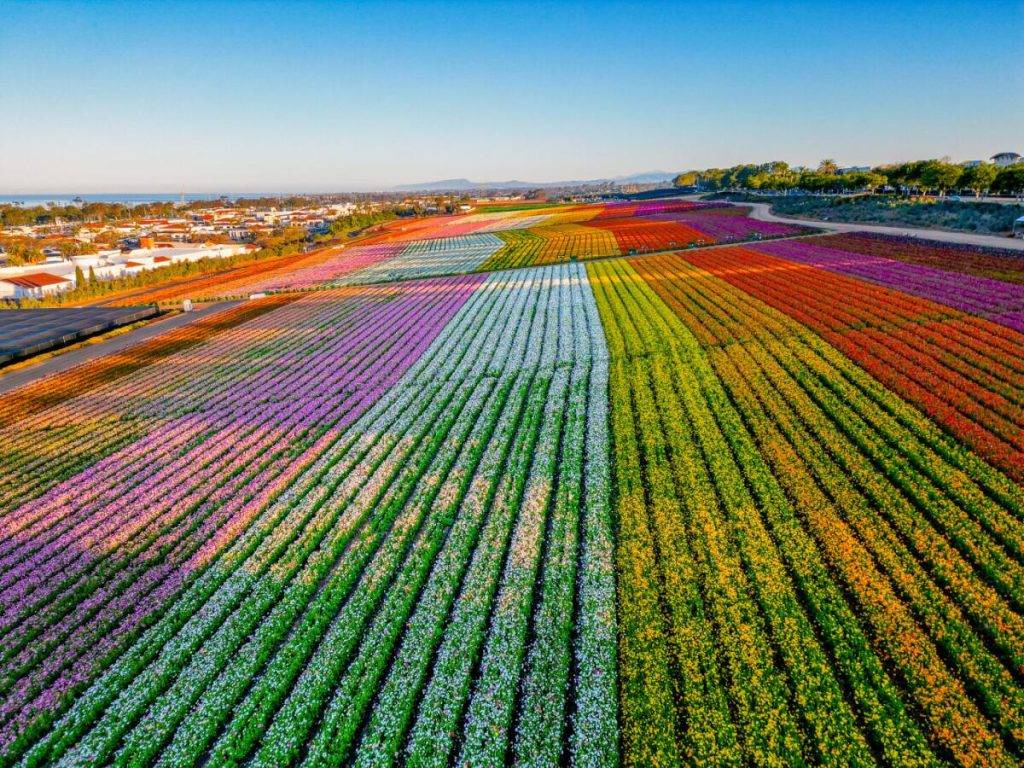 Beautiful flower fields in California officially open Beautiful flower fields in California officially open