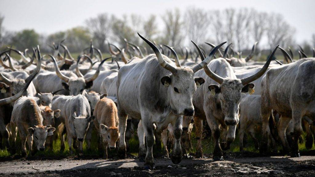 Hungary suggests foot-and-mouth outbreak could be biological attack