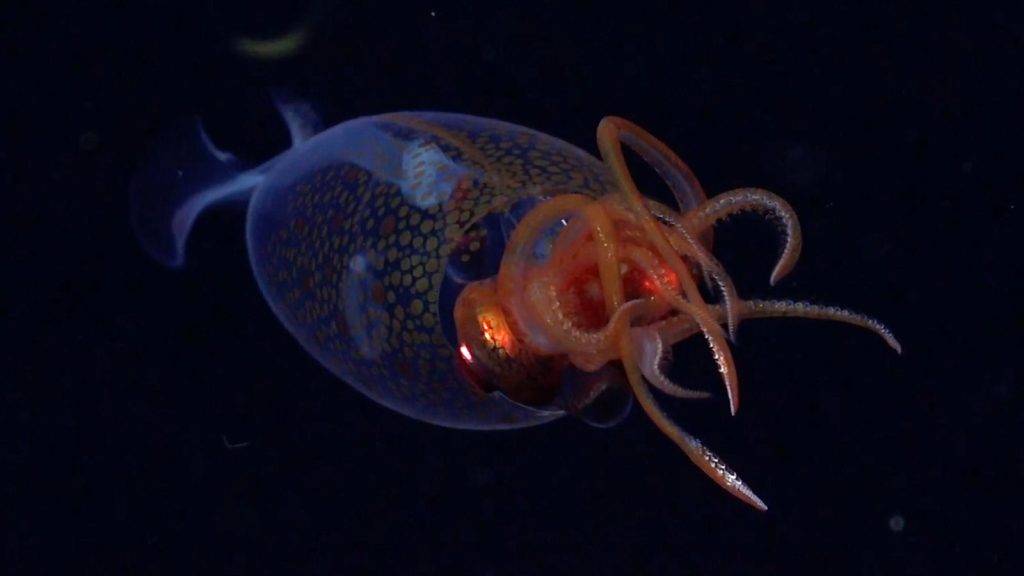 Colossal squid captured on film in its natural environment for first time ever