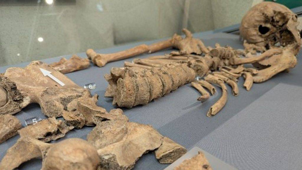 Bite marks found on skeleton prove gladiators fought lions, experts say Bite marks found on skeleton prove gladiators fought lions, experts say