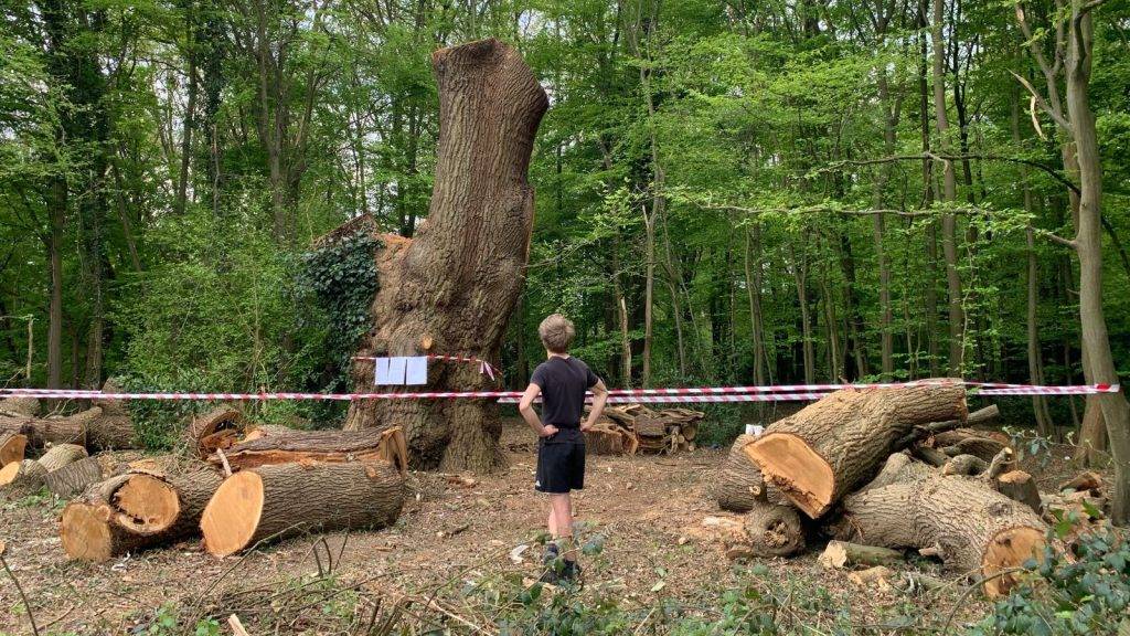 Toby Carvery criticised for felling ancient oak tree as council reports incident to police