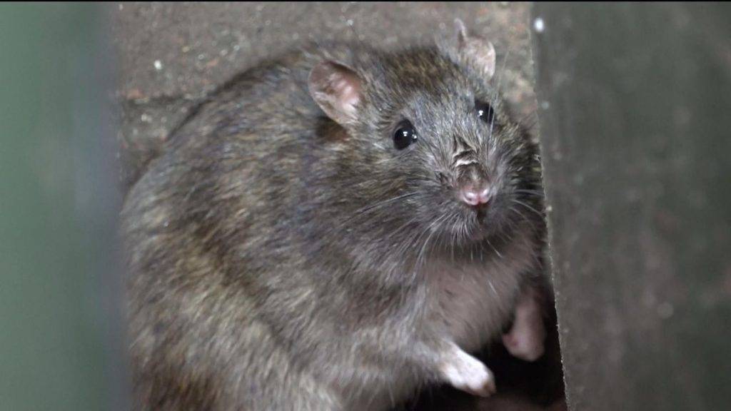 The ‘awful’ scenes in Birmingham – where even the workers sent to clear up mounds of rubbish are running from the rats The ‘awful’ scenes in Birmingham – where even the workers sent to clear up mounds of rubbish are running from the rats