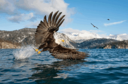 UK Weekend News Briefing May 2025: News, Events & Fixtures 18 - WTX News Breaking News, fashion & Culture from around the World - Daily News Briefings -Finance, Business, Politics & Sports News A bald eagle takes off with its catch. in Alaska, USA. Weekend Outlook this weekend is promising.