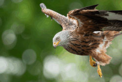 UK Weekend News Briefing May 2025: News, Events & Fixtures 16 - WTX News Breaking News, fashion & Culture from around the World - Daily News Briefings -Finance, Business, Politics & Sports News A red kite hunts near High Wycombe, Buckinghamshire, UK