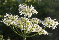 Reform UK Threatens Miliband Seat as Prison Reform Sparks Backlash 1 - WTX News Breaking News, fashion & Culture from around the World - Daily News Briefings -Finance, Business, Politics & Sports News Flower of the week: The cow parsley flower signals the seasonal shift into early summer