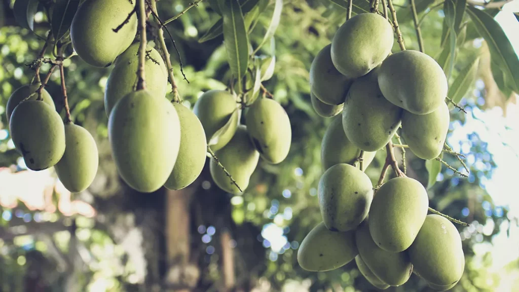 Mango and Tropical Fruits Festival to start this week in Jazan