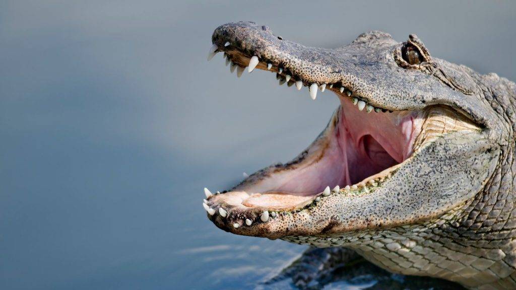 Woman killed by alligator in Florida lake