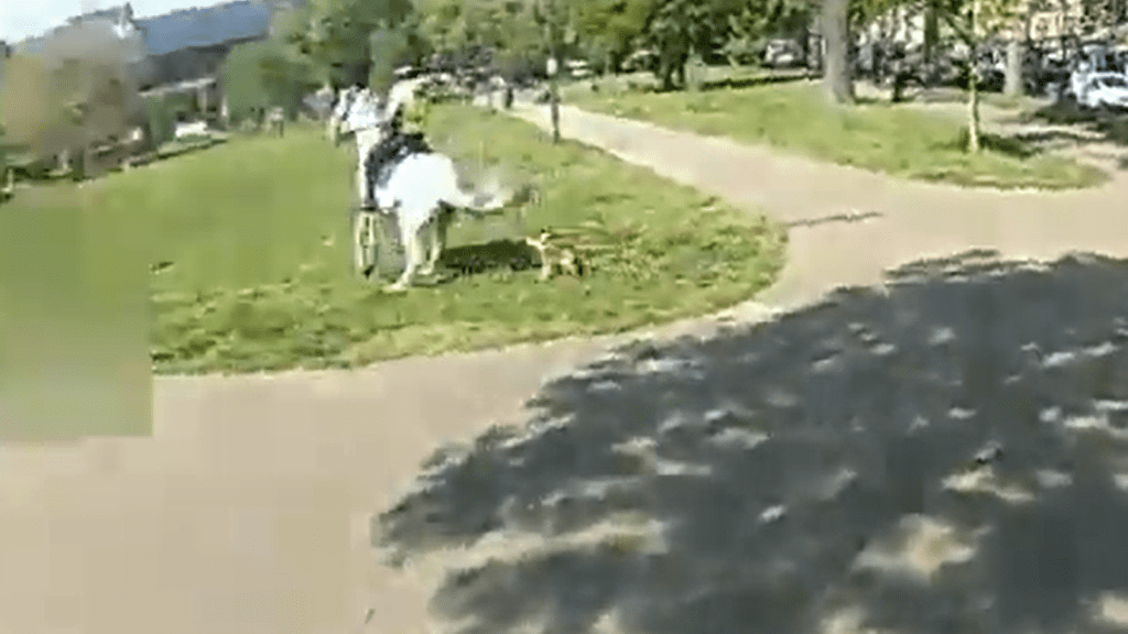 Met Police appeal for witnesses as footage shows two of their horses being attacked by dog
