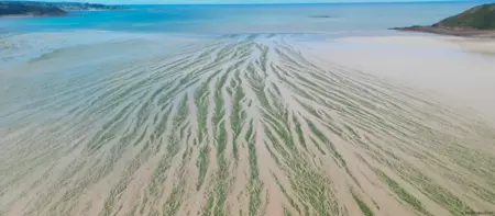 France responsible for jogger’s toxic algae death