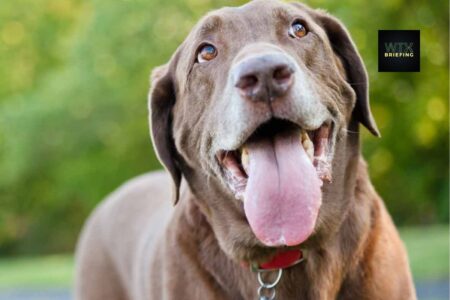 Should I Take My Dog Out In This Heat?