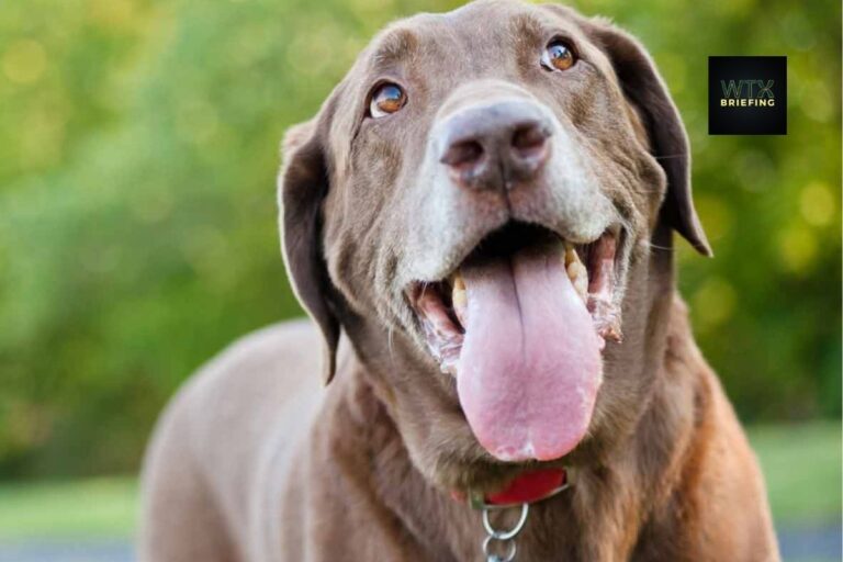 Should I Take My Dog Out In This Heat?