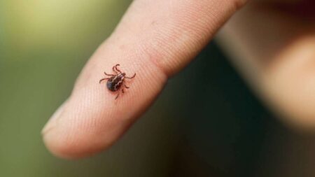 Tips For Preventing And Treating Tick Bites