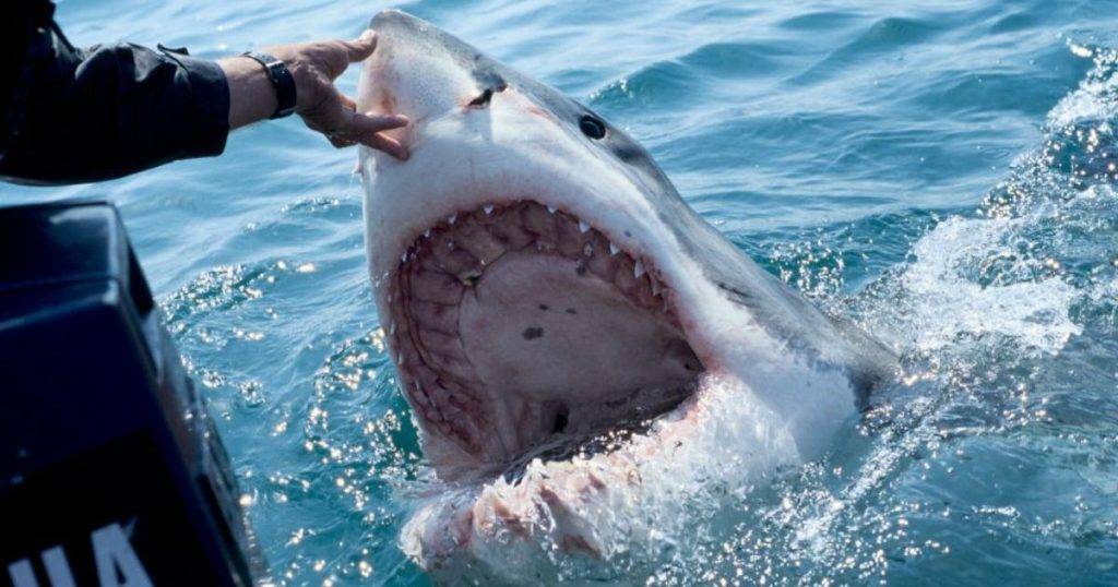 7 of the most thrilling TV shows to watch for Shark Week 7 of the most thrilling TV shows to watch for Shark Week