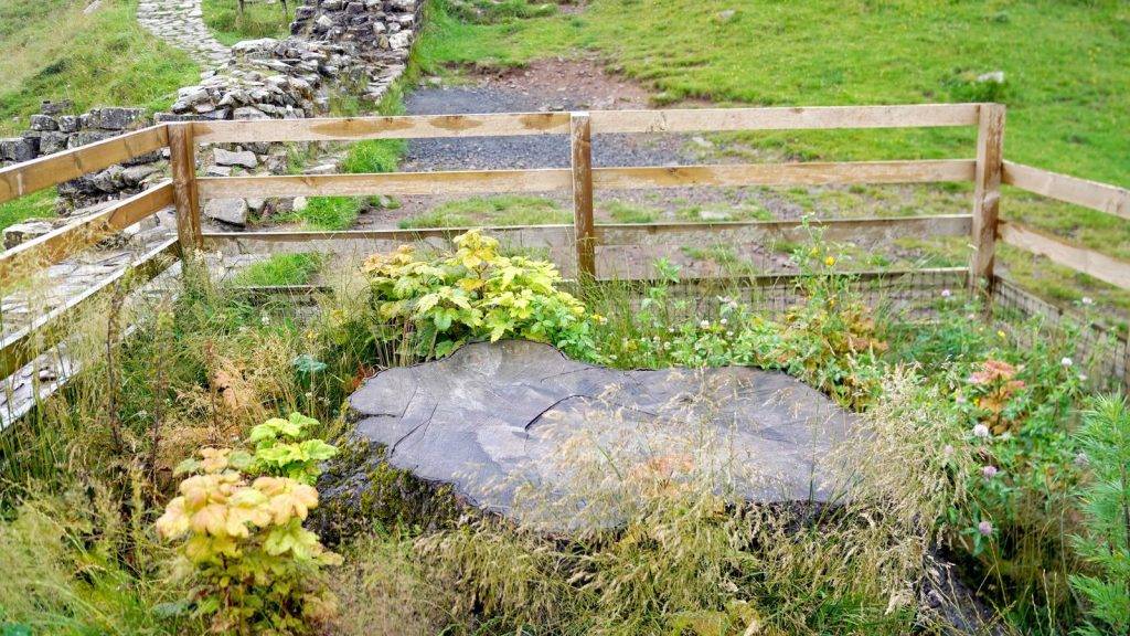 Sycamore Gap tree stump showing signs of life as men face sentencing for felling landmark