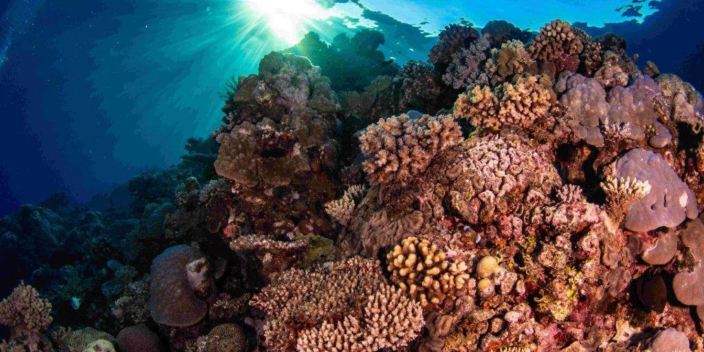 ‘Adopt a Coral’ community restoration initiative unveiled