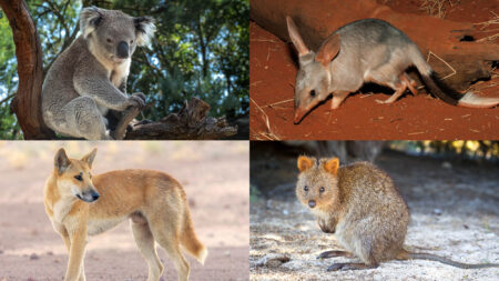 Australia Admits All Those Animals Made Up
