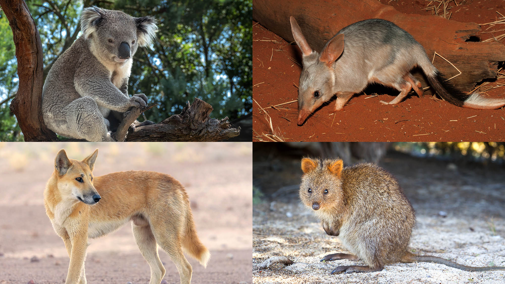 Australia Admits All Those Animals Made Up