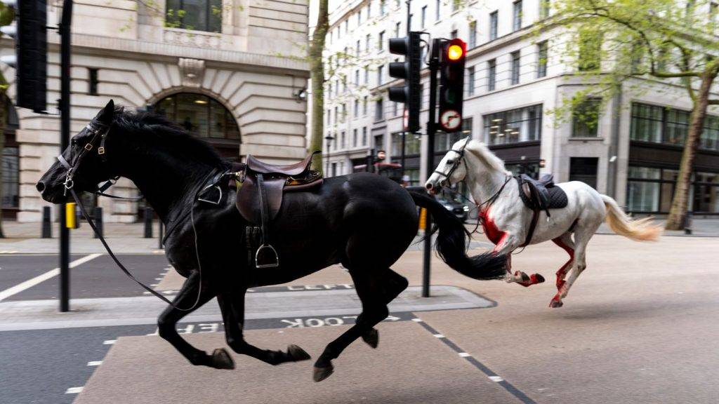 Horse that bolted through London retires Horse that bolted through London retires