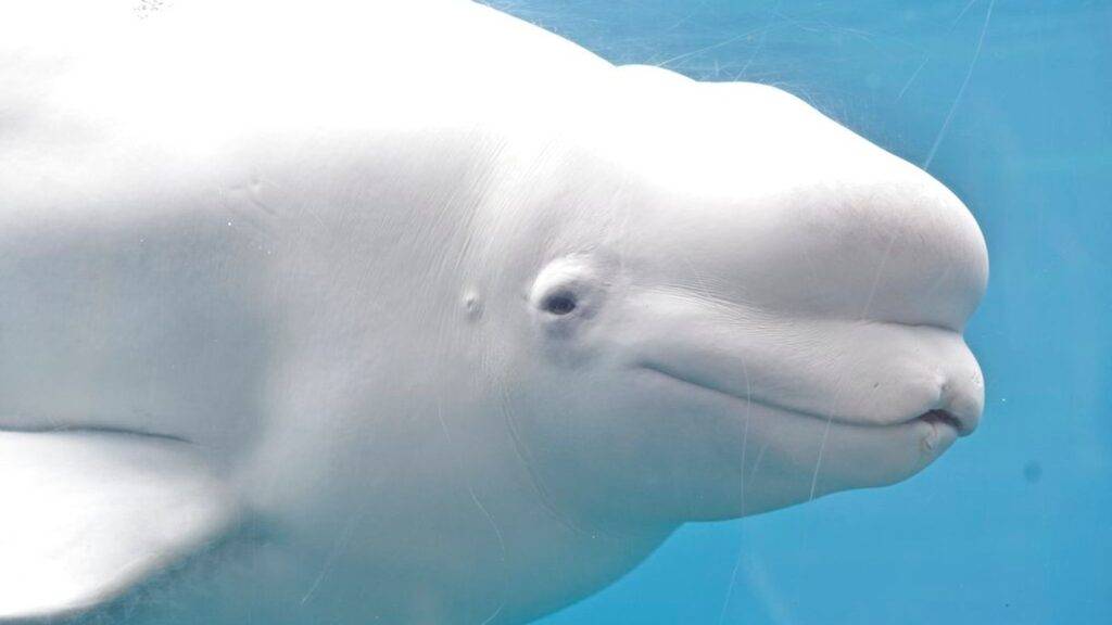 Canada’s Marineland ‘threatens to euthanise 30 beluga whales’ in row with government Canada’s Marineland ‘threatens to euthanise 30 beluga whales’ in row with government