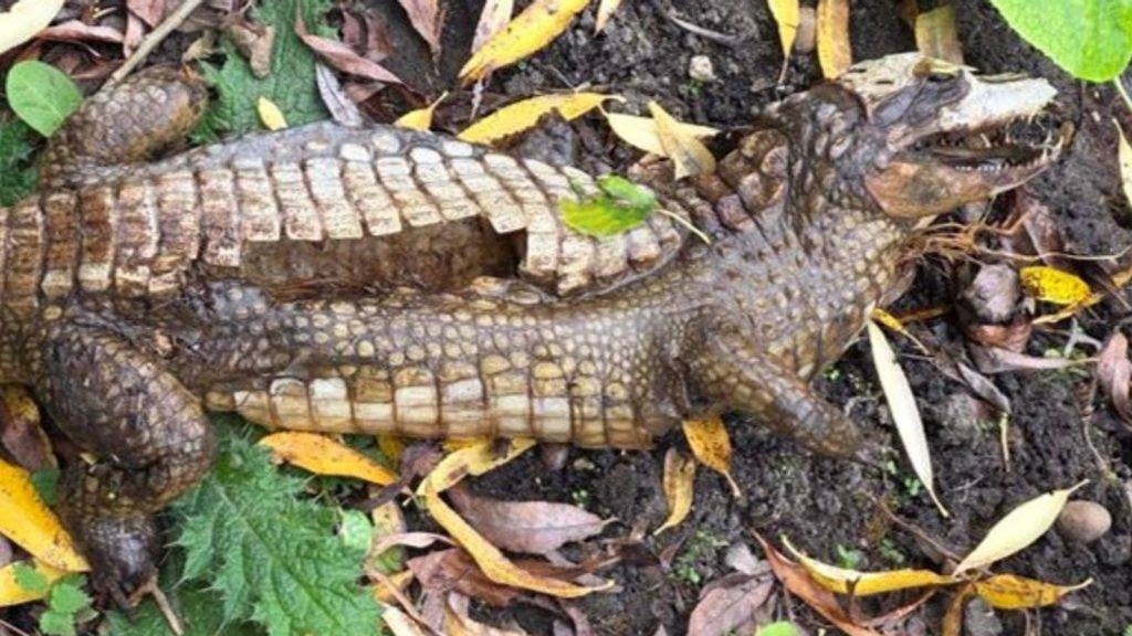 Police in Derbyshire solve mystery of crocodile found in canal