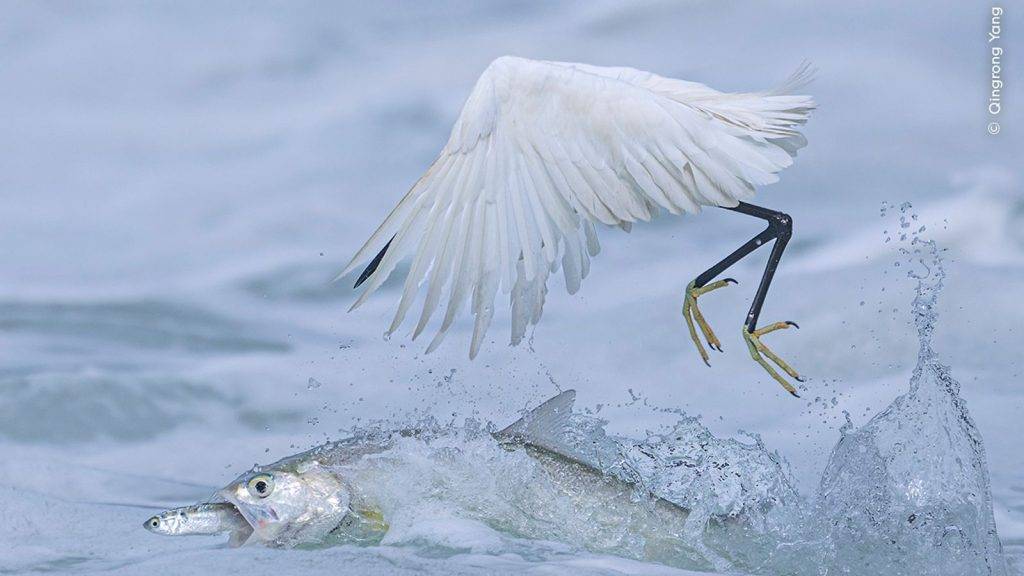 Wildlife Photographer of the Year See 2025’s winning snaps Wildlife Photographer of the Year See 2025’s winning snaps