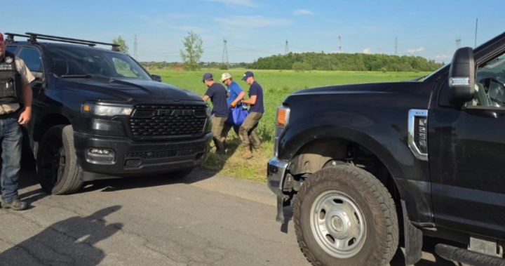 Kangaroo captured following careful operation, Quebec officials confirm Kangaroo captured following careful operation, Quebec officials confirm