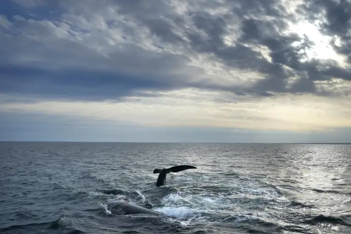 Endangered whale entangled in fishing gear spotted again in Gulf of St. Lawrence WTX News 4c54a7cda317122597b6aff8d4df8e2c0f228ede1b506b0df77ef5f8f24168d1