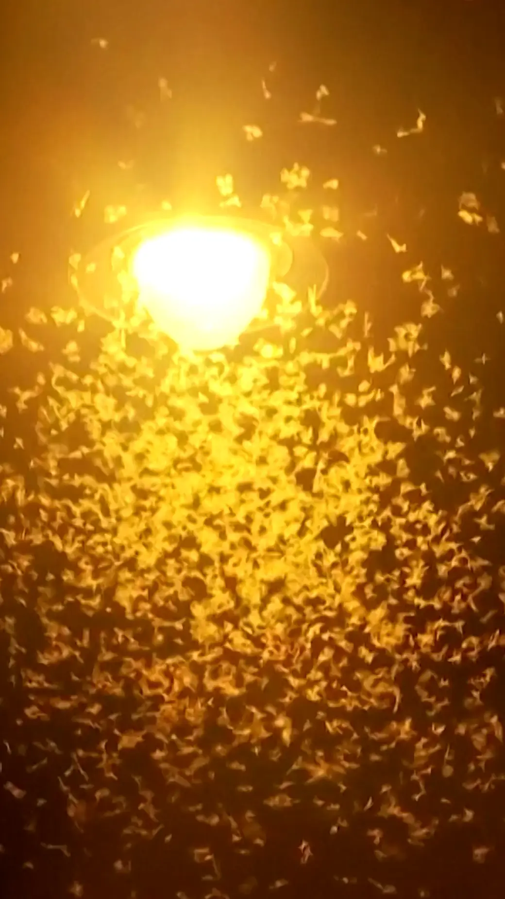 Quebec municipalities and environmentalists warn of risks to water reserves WTX News Click to play video: 'Hot bug summer: Low river levels cause millions of Mayflies to swarm Budapest'