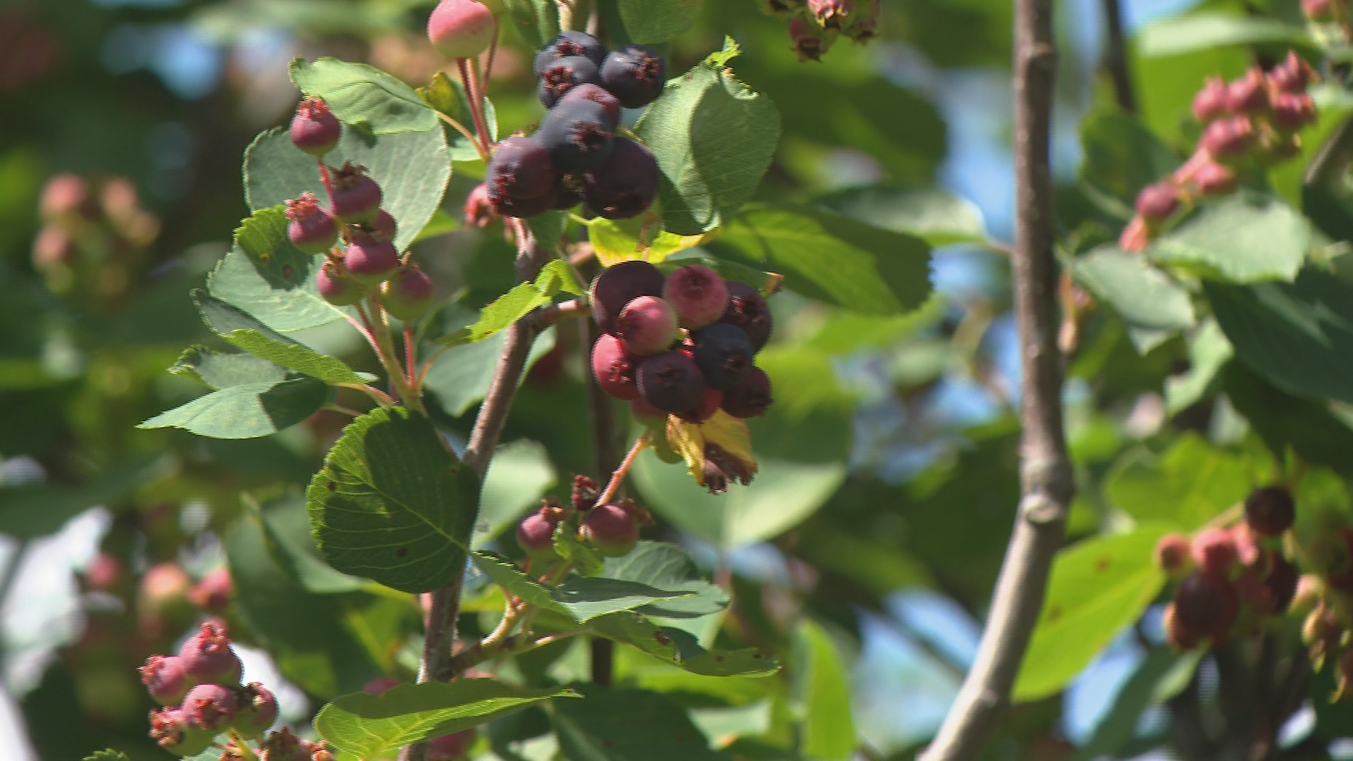 Wet June in Saskatchewan delays Saskatoon berry ripening, benefits haskaps WTX News SASKATOON BERRY