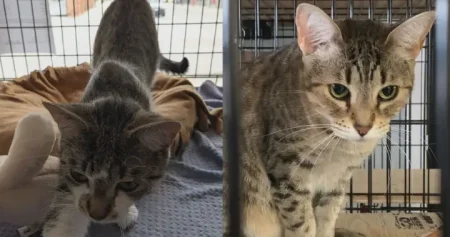 Tuesday’s news briefing - Chris Kaba cop acquitted, Lidia Thorpe and Employment Rights Bill WTX News 1786582815 animal rescue cats
